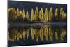 A row of poplar trees reflected in autumnal colours, San Carlos de Bariloche, Patagonia, Argentina-Ed Rhodes-Mounted Photographic Print