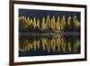 A row of poplar trees reflected in autumnal colours, San Carlos de Bariloche, Patagonia, Argentina-Ed Rhodes-Framed Photographic Print