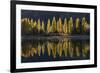 A row of poplar trees reflected in autumnal colours, San Carlos de Bariloche, Patagonia, Argentina-Ed Rhodes-Framed Photographic Print