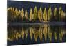 A row of poplar trees reflected in autumnal colours, San Carlos de Bariloche, Patagonia, Argentina-Ed Rhodes-Mounted Photographic Print