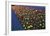 A Row of Red and Yellow Tulips Flanked by Rows of Blue Flowers., 2021 (Photo)-Sisse Brimberg-Framed Giclee Print