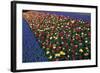 A Row of Red and Yellow Tulips Flanked by Rows of Blue Flowers., 2021 (Photo)-Sisse Brimberg-Framed Giclee Print