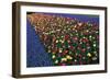 A Row of Red and Yellow Tulips Flanked by Rows of Blue Flowers., 2021 (Photo)-Sisse Brimberg-Framed Giclee Print