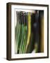 A Row of Riesling Bottles at Henschke Winery, Australia-Steven Morris-Framed Photographic Print