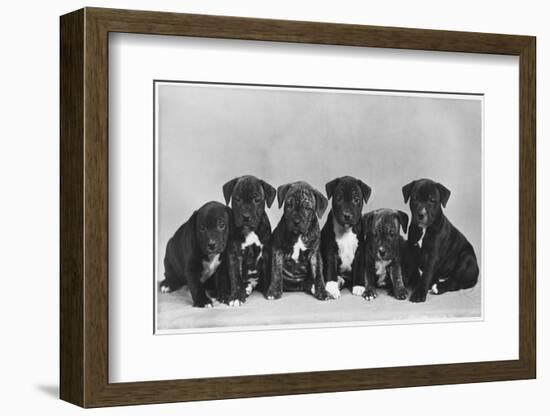 A Row of Six Puppies. Owner: Burge-Smith-null-Framed Photographic Print