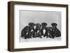 A Row of Six Puppies. Owner: Burge-Smith-null-Framed Photographic Print