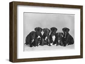 A Row of Six Puppies. Owner: Burge-Smith-null-Framed Photographic Print