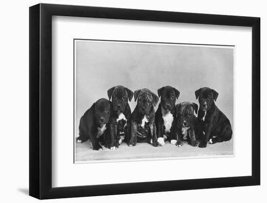 A Row of Six Puppies. Owner: Burge-Smith-null-Framed Photographic Print