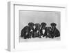 A Row of Six Puppies. Owner: Burge-Smith-null-Framed Photographic Print