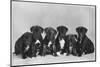 A Row of Six Puppies. Owner: Burge-Smith-null-Mounted Photographic Print