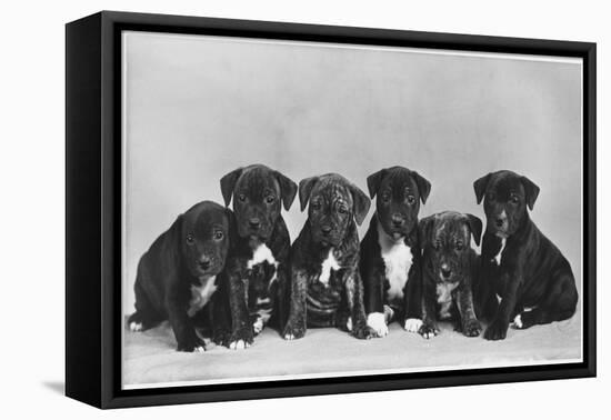 A Row of Six Puppies. Owner: Burge-Smith-null-Framed Stretched Canvas