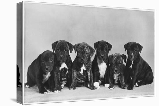 A Row of Six Puppies. Owner: Burge-Smith-null-Stretched Canvas