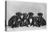 A Row of Six Puppies. Owner: Burge-Smith-null-Stretched Canvas