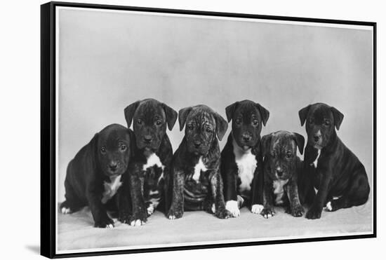 A Row of Six Puppies. Owner: Burge-Smith-null-Framed Stretched Canvas