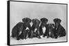 A Row of Six Puppies. Owner: Burge-Smith-null-Framed Stretched Canvas