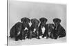 A Row of Six Puppies. Owner: Burge-Smith-null-Stretched Canvas