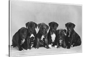 A Row of Six Puppies. Owner: Burge-Smith-null-Stretched Canvas