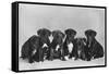 A Row of Six Puppies. Owner: Burge-Smith-null-Framed Stretched Canvas