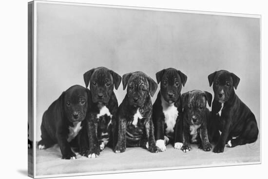 A Row of Six Puppies. Owner: Burge-Smith-null-Stretched Canvas