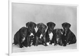 A Row of Six Puppies. Owner: Burge-Smith-null-Framed Photographic Print