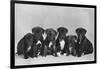 A Row of Six Puppies. Owner: Burge-Smith-null-Framed Photographic Print