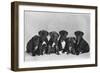 A Row of Six Puppies. Owner: Burge-Smith-null-Framed Photographic Print