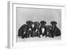 A Row of Six Puppies. Owner: Burge-Smith-null-Framed Photographic Print