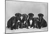 A Row of Six Puppies. Owner: Burge-Smith-null-Mounted Photographic Print