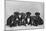 A Row of Six Puppies. Owner: Burge-Smith-null-Mounted Photographic Print