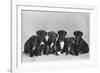 A Row of Six Puppies. Owner: Burge-Smith-null-Framed Photographic Print