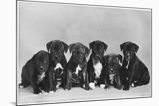 A Row of Six Puppies. Owner: Burge-Smith-null-Mounted Photographic Print