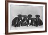 A Row of Six Puppies. Owner: Burge-Smith-null-Framed Photographic Print