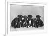 A Row of Six Puppies. Owner: Burge-Smith-null-Framed Photographic Print