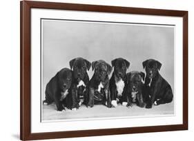 A Row of Six Puppies. Owner: Burge-Smith-null-Framed Photographic Print