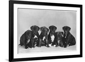 A Row of Six Puppies. Owner: Burge-Smith-null-Framed Photographic Print