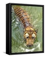 A Royal Bengal Tiger-null-Framed Stretched Canvas