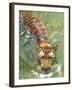 A Royal Bengal Tiger-null-Framed Photographic Print