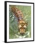 A Royal Bengal Tiger-null-Framed Photographic Print