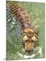 A Royal Bengal Tiger-null-Mounted Photographic Print