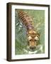 A Royal Bengal Tiger-null-Framed Photographic Print