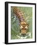 A Royal Bengal Tiger-null-Framed Photographic Print