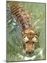 A Royal Bengal Tiger-null-Mounted Photographic Print