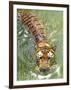 A Royal Bengal Tiger-null-Framed Photographic Print