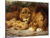 A Royal Family of Lions-William Strutt-Stretched Canvas