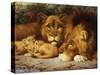 A Royal Family of Lions-William Strutt-Stretched Canvas