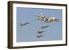 A Royal Moroccan Air Force Kc-130 Refueling a Pair of F-5 Aircraft-Stocktrek Images-Framed Photographic Print