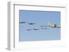 A Royal Moroccan Air Force Kc-130 Refueling Aircraft-Stocktrek Images-Framed Photographic Print