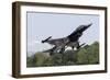 A Royal Netherlands Air Force F-16Am Takes Off at Raf Fairford, England-null-Framed Photographic Print