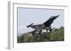 A Royal Netherlands Air Force F-16Am Takes Off at Raf Fairford, England-null-Framed Photographic Print