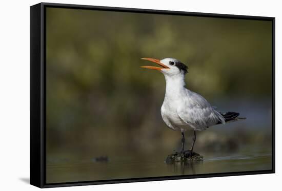 A Royal Tern in a Southern Florida Coastal Wetland-Neil Losin-Framed Stretched Canvas